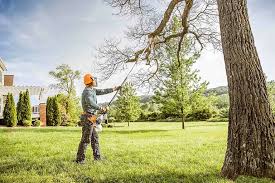Best Tree Removal  in Fresno, CA