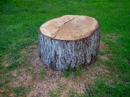 Best Tree Risk Assessment  in Fresno, CA