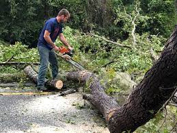 Best Tree Preservation Services  in Fresno, CA