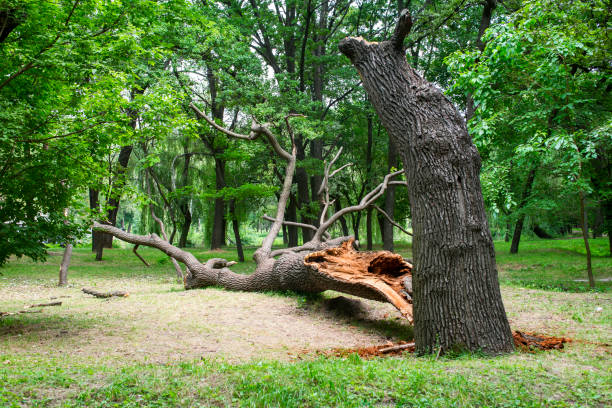 Trusted Fresno, CA Tree Care Experts