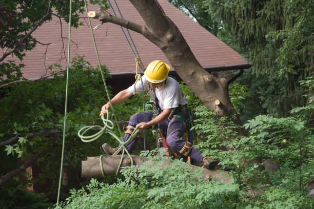 Best Weed Control  in Fresno, CA