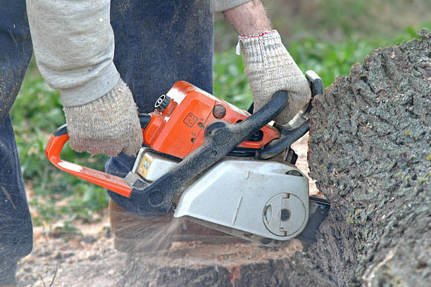 How Our Tree Care Process Works  in  Fresno, CA