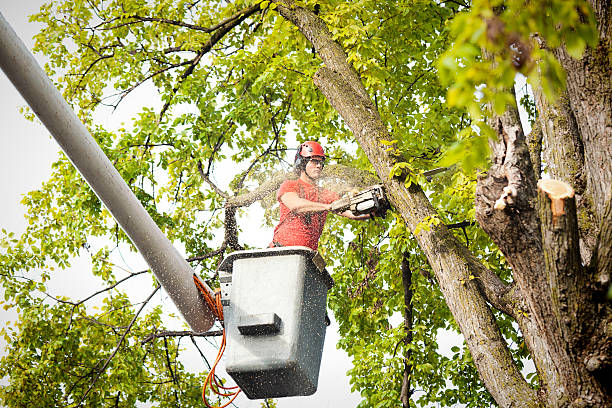 Best Tree Mulching  in Fresno, CA