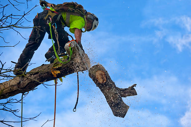 Best Tree and Shrub Care  in Fresno, CA